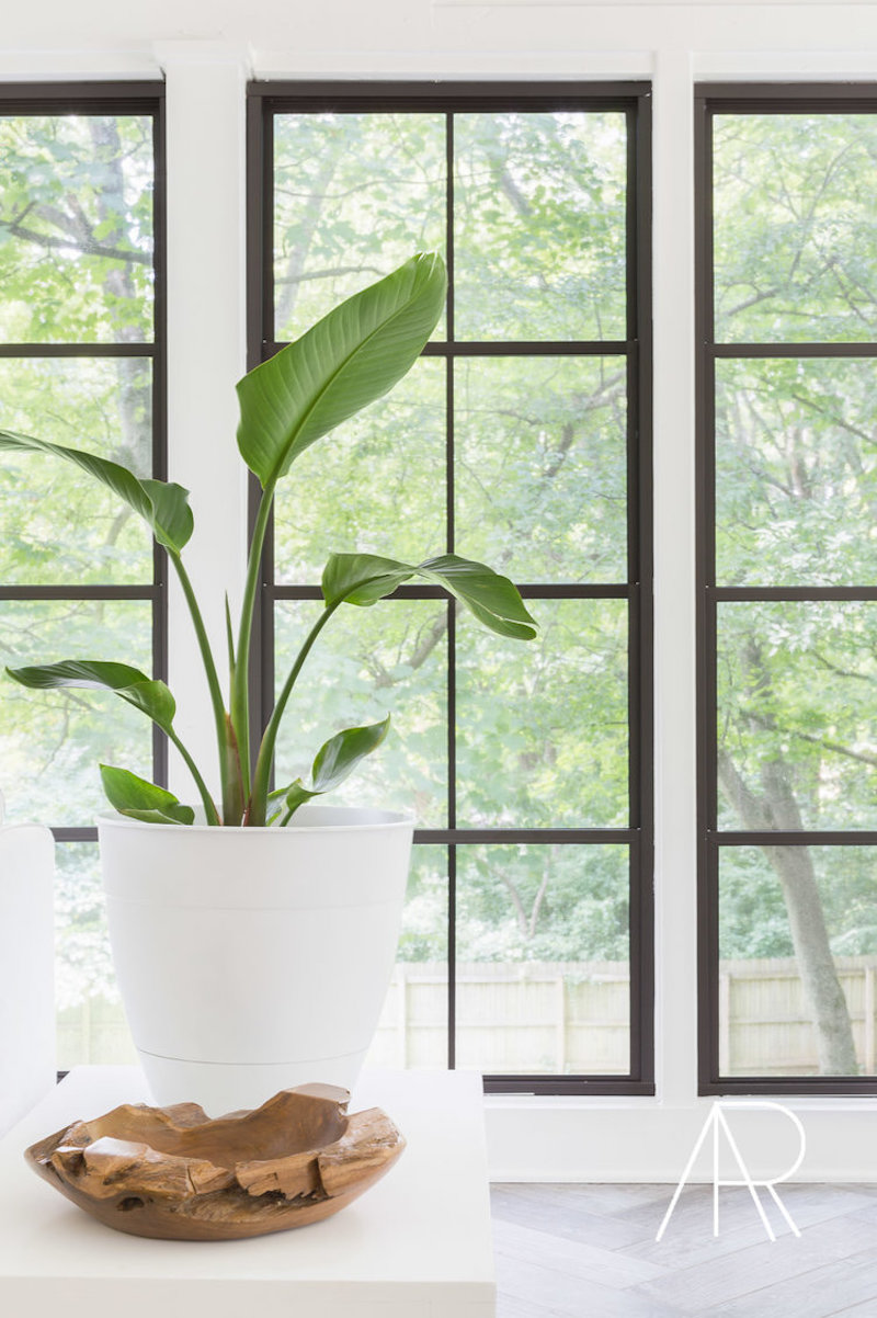 Indoor house plant near black frame windows via Alyssa Rosenheck