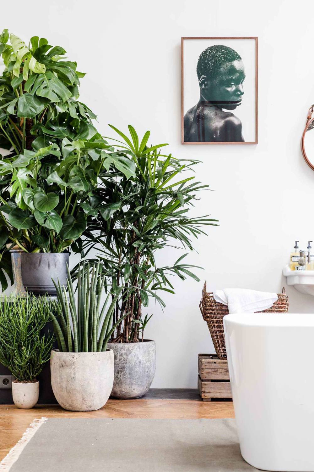 Indoor house trees in the bathroom