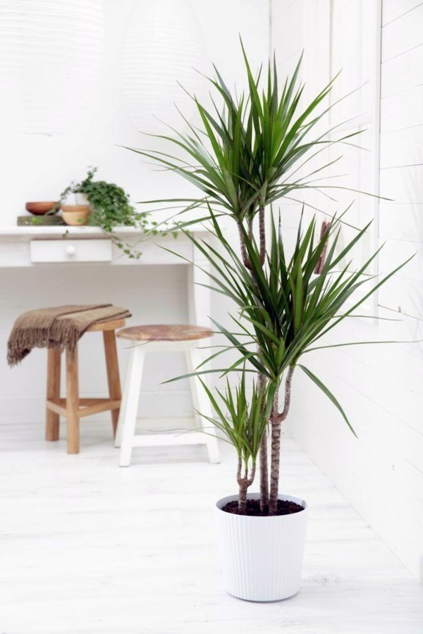 Indoor palm tree inside white interior