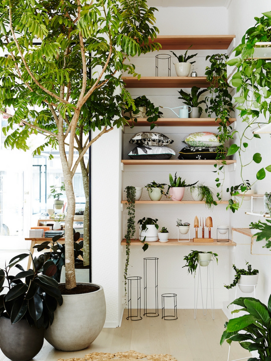 Indoor tree next to wood shelving