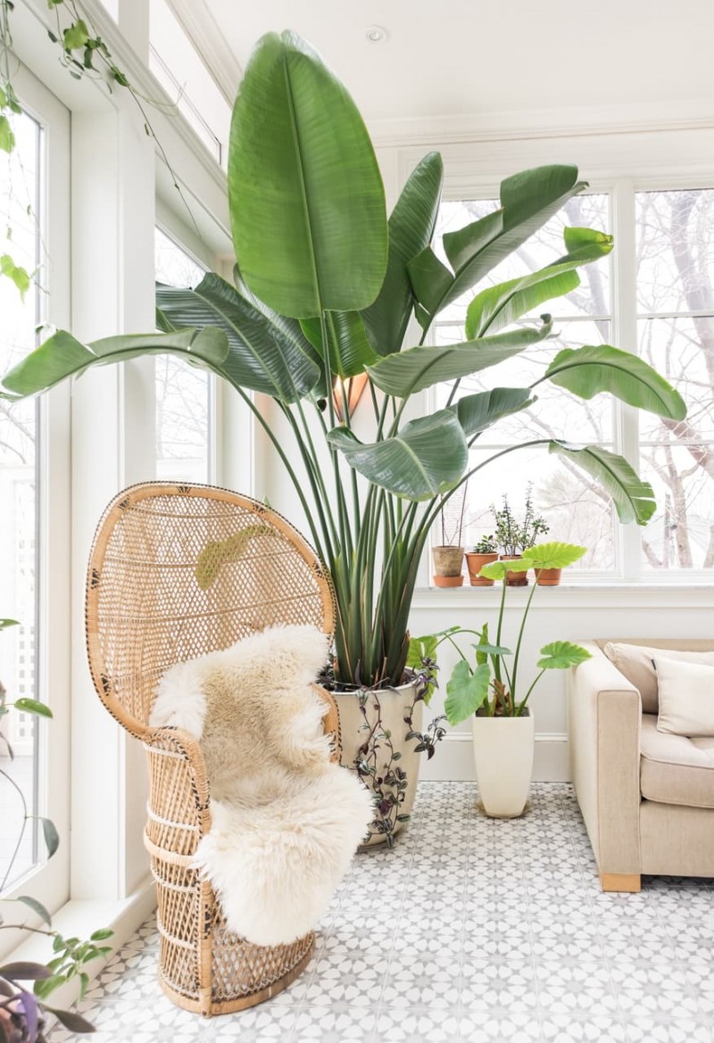 Large indoor tree with rattan Peacock Chair