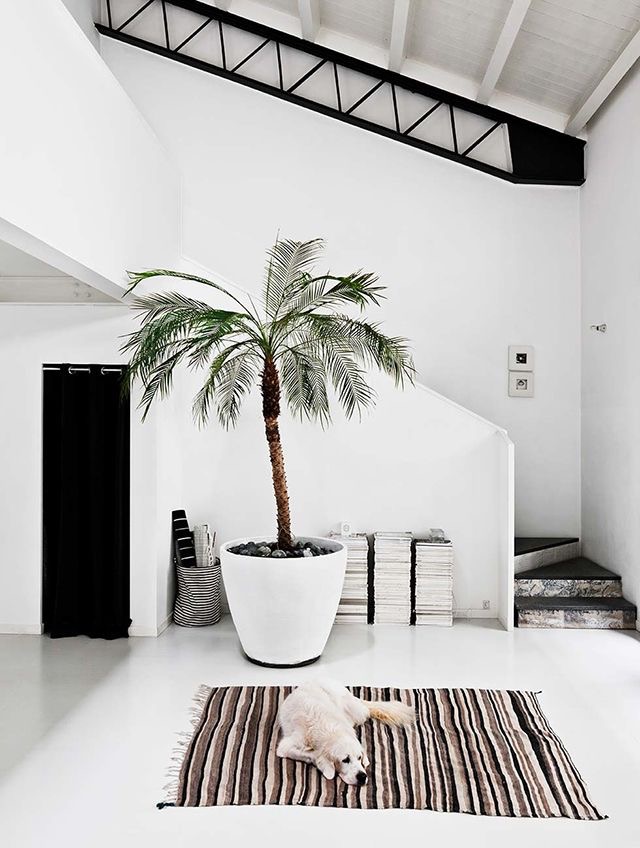 Large palm tree inside white urn via The Happy Hill Blog