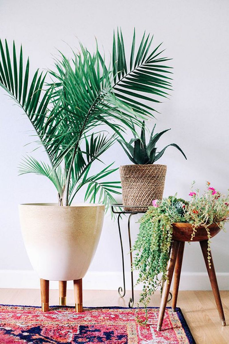 Set of indoor house palms with pink oriental rug