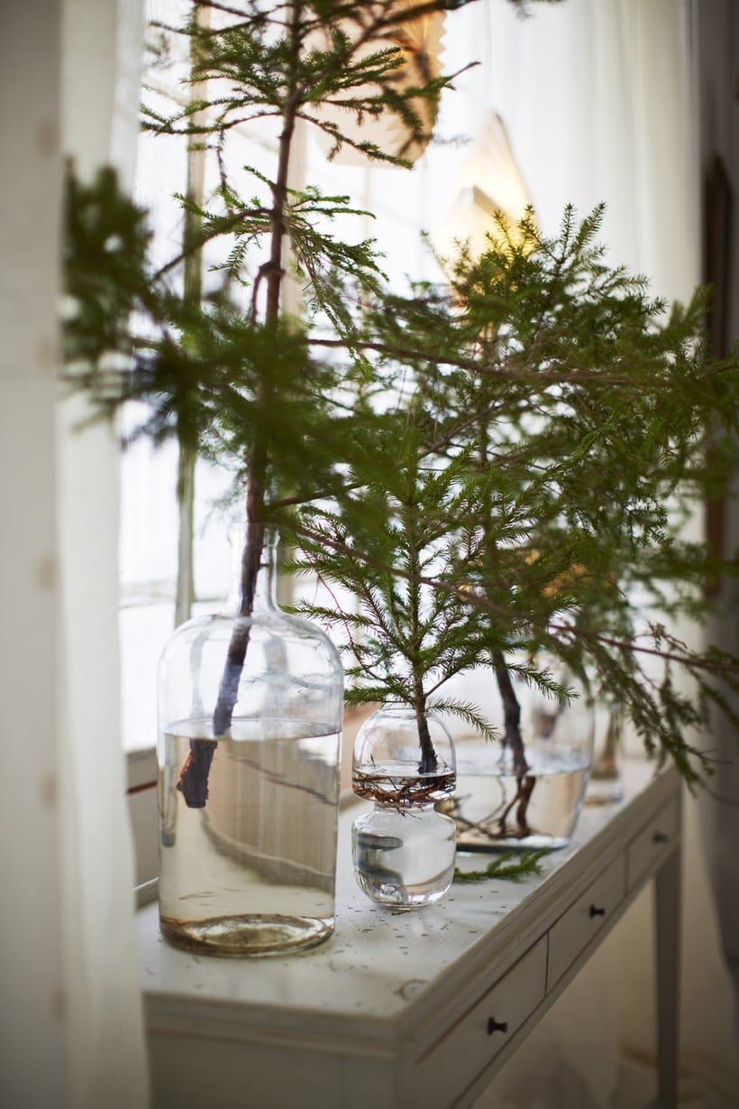 Evergreen branches in glass jars with water