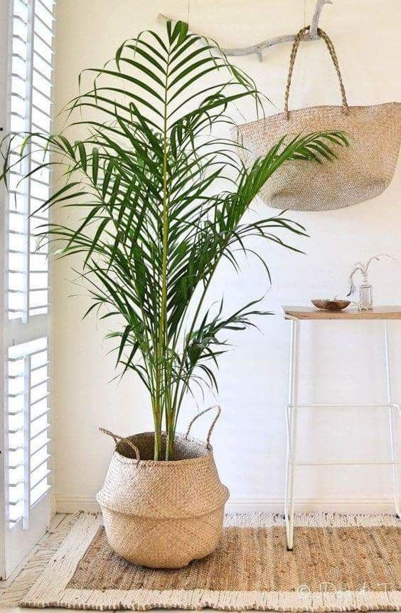 Indoor Palm Tree