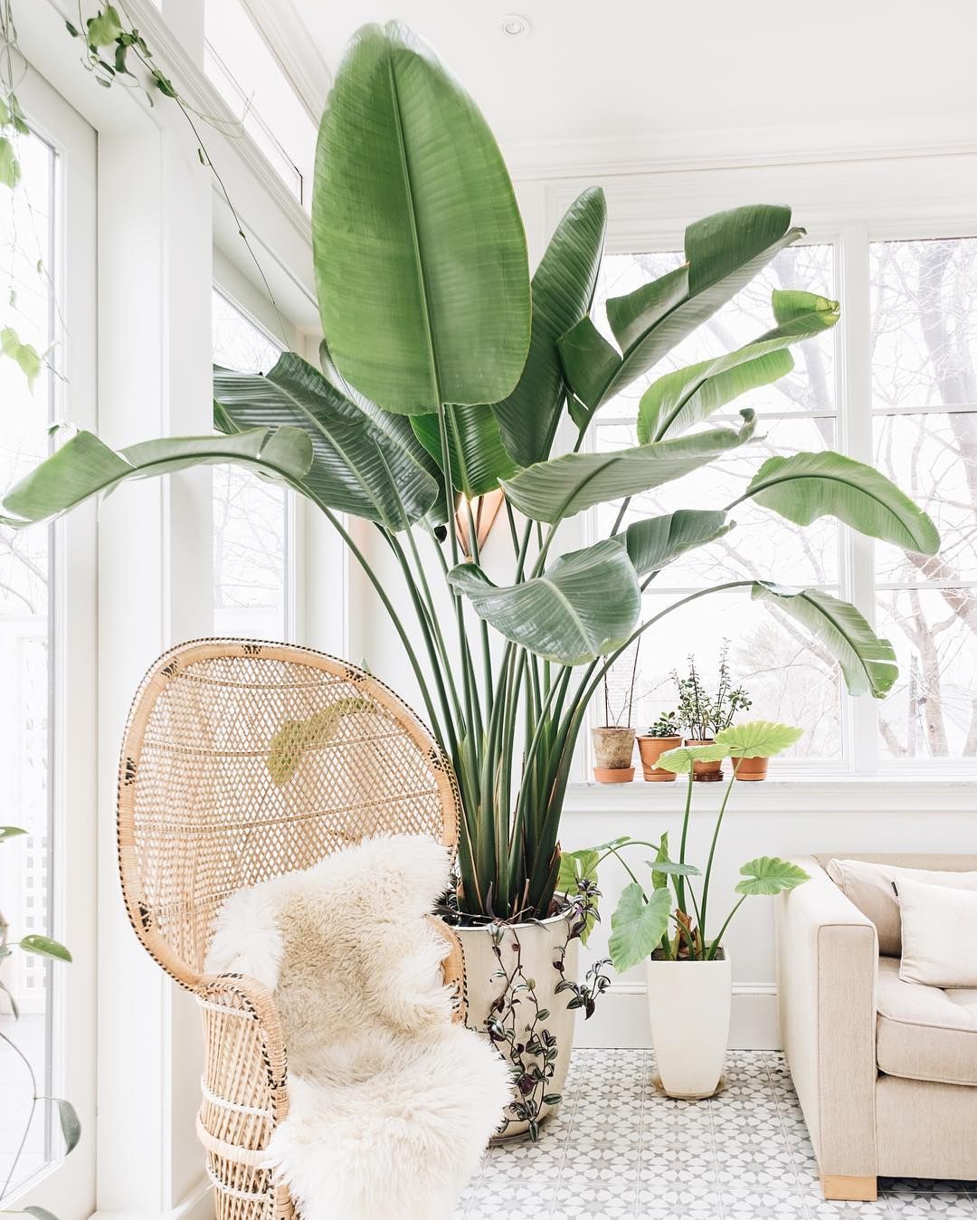Bohemian Chair and Indoor Plant via @emersonthoreau