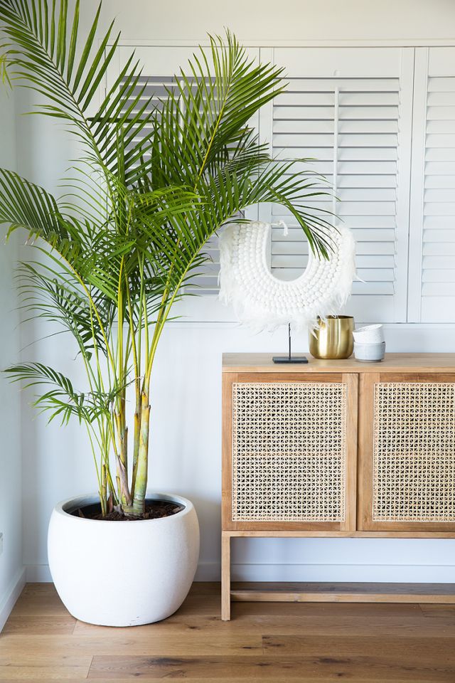 Natural Plants with Tropical Sideboard Rattan Decor