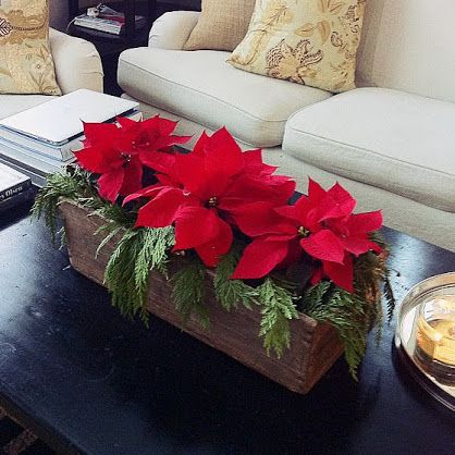 DIY Christmas centerpiece with Poinsettias, Evergreen and Wooden Box via andeelayne