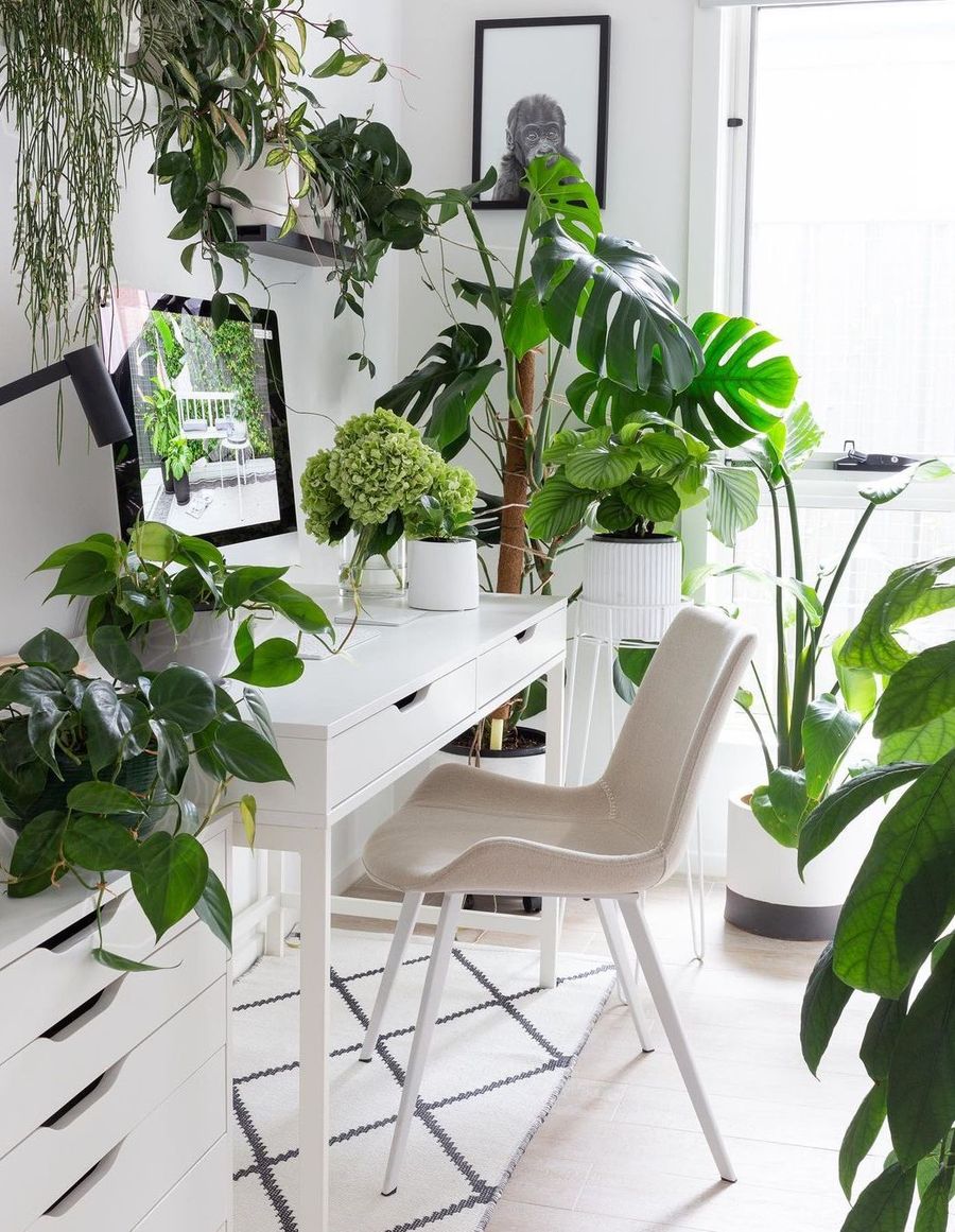 Tropical home office decor ideas with Indoor house plants via hausofcruze