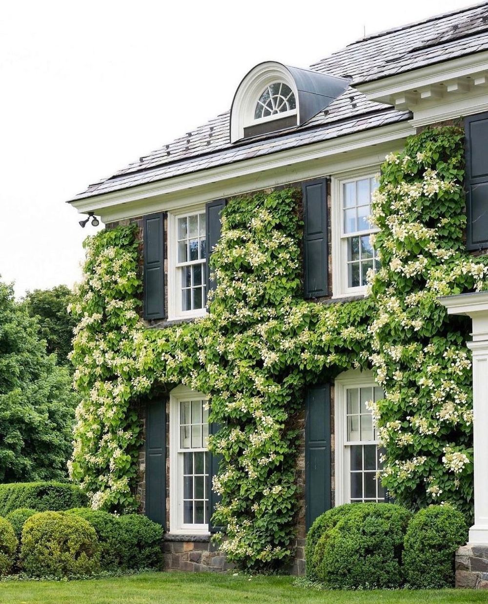 Ivy covered houses @stacybassphoto